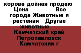 корова дойная продаю › Цена ­ 100 000 - Все города Животные и растения » Другие животные   . Камчатский край,Петропавловск-Камчатский г.